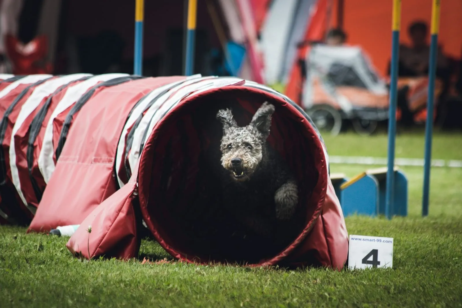Cão saindo de um túnel de agility no gramado