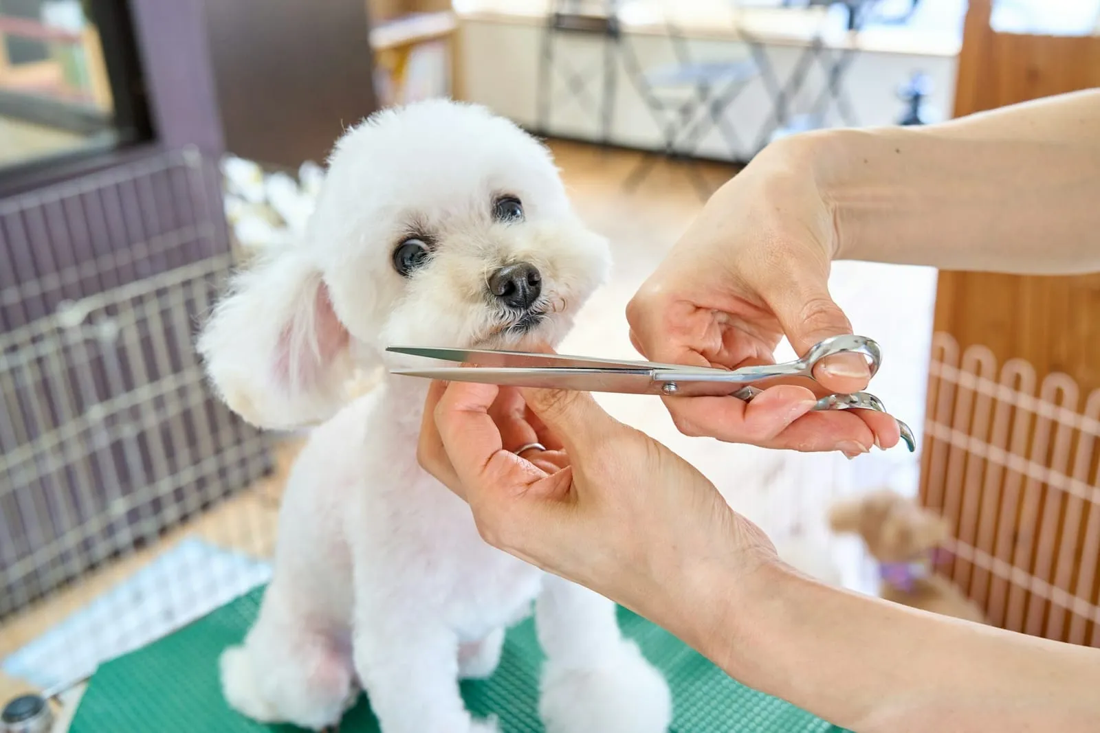 Poodle branco sendo tosado com tesoura