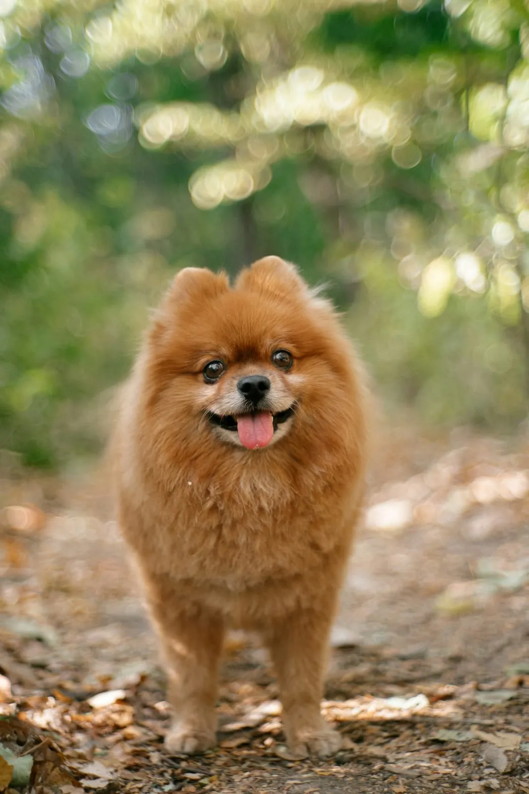 Lulu-da-pomerânia laranja feliz num passeio