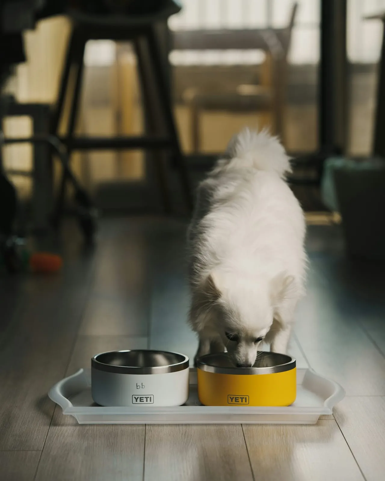 Spitz branco comendo em potes limpos