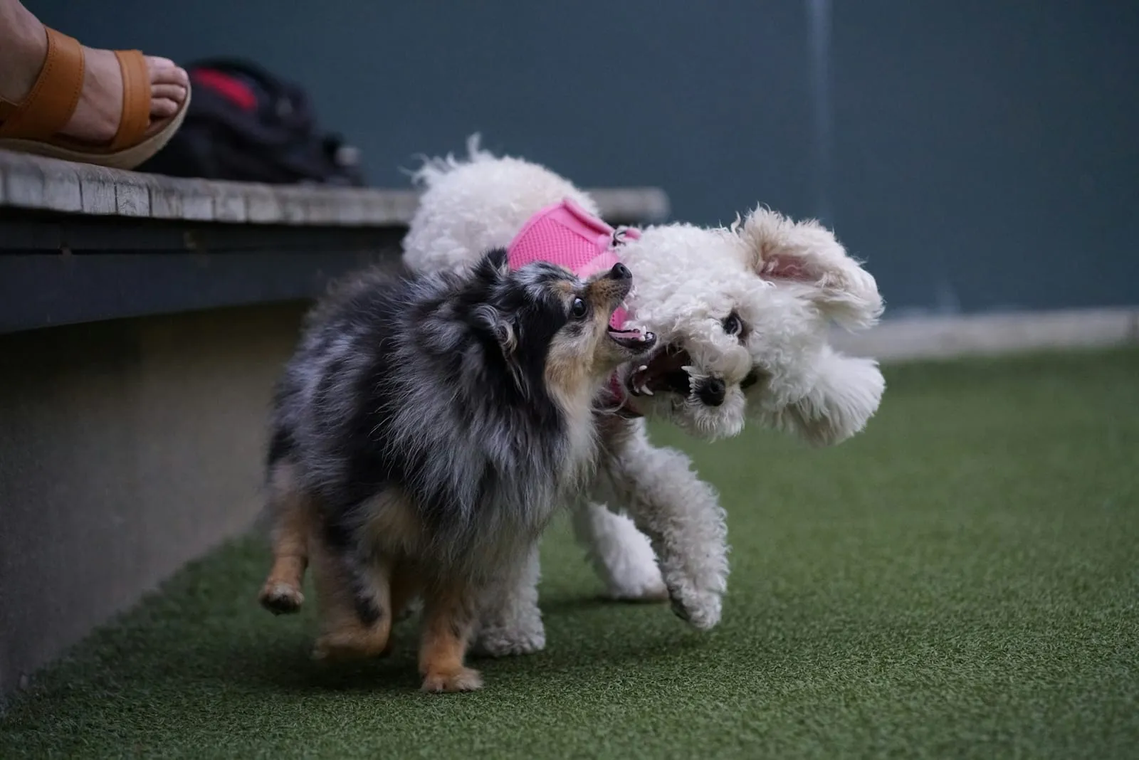 Cães pequenos brincando na grama sintética