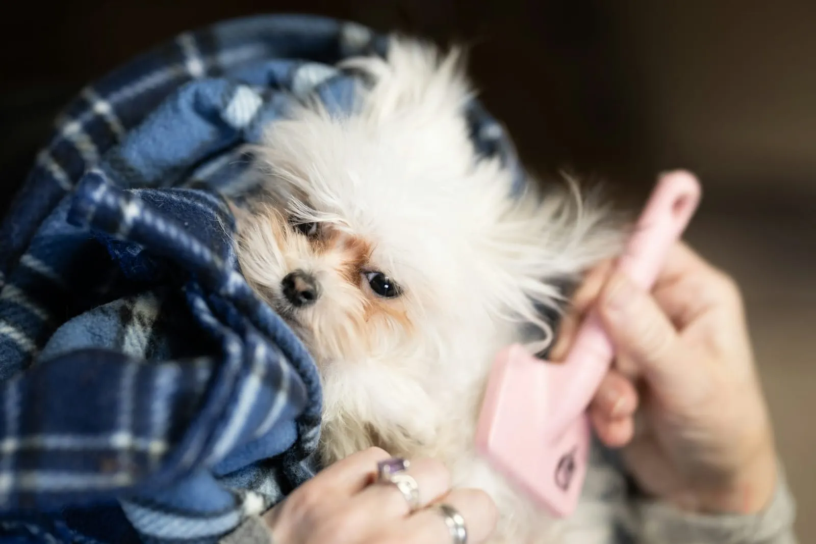 Cãozinho enrolado numa manta recebendo escovação